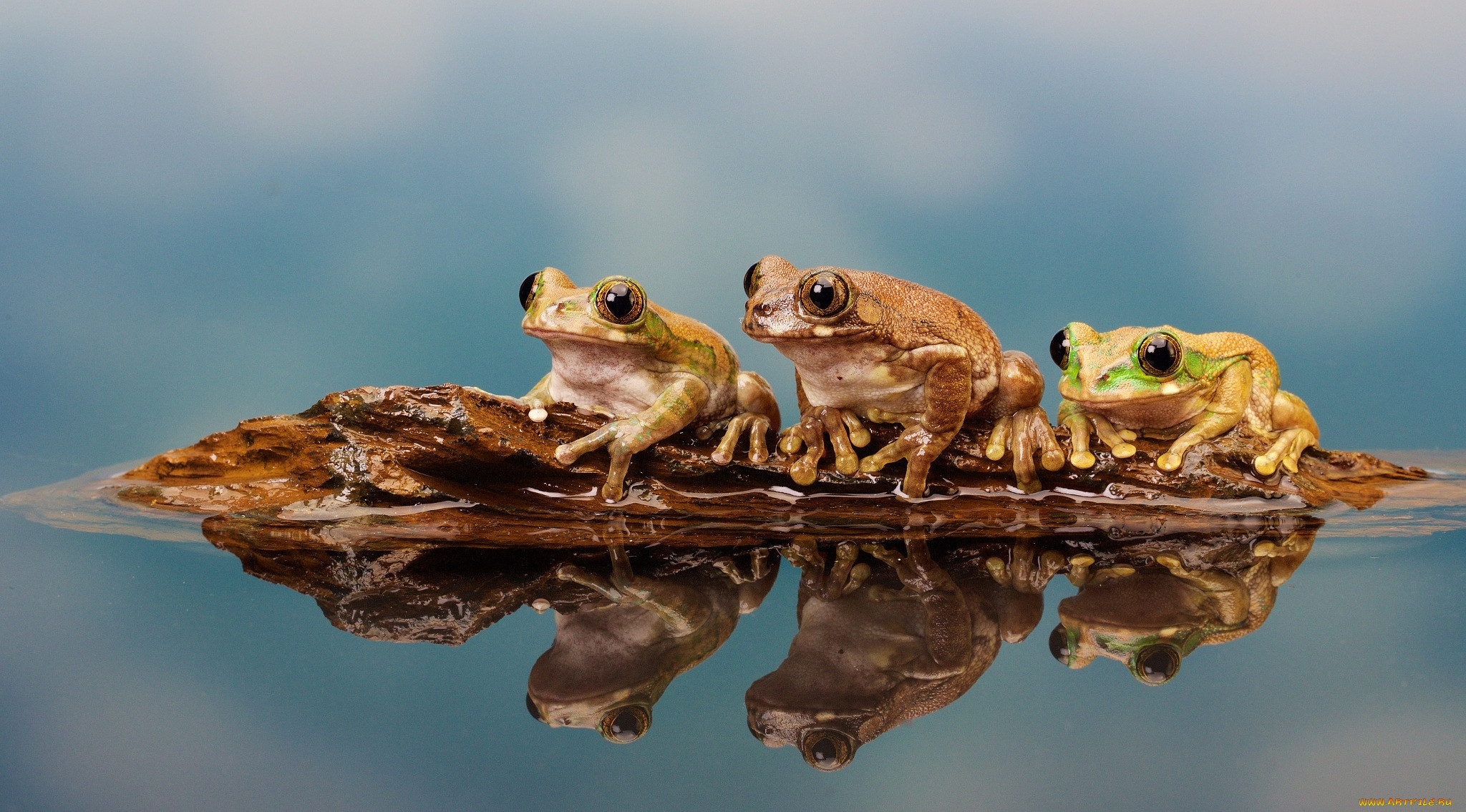 , , , frog, macro, lake, , nature, , small